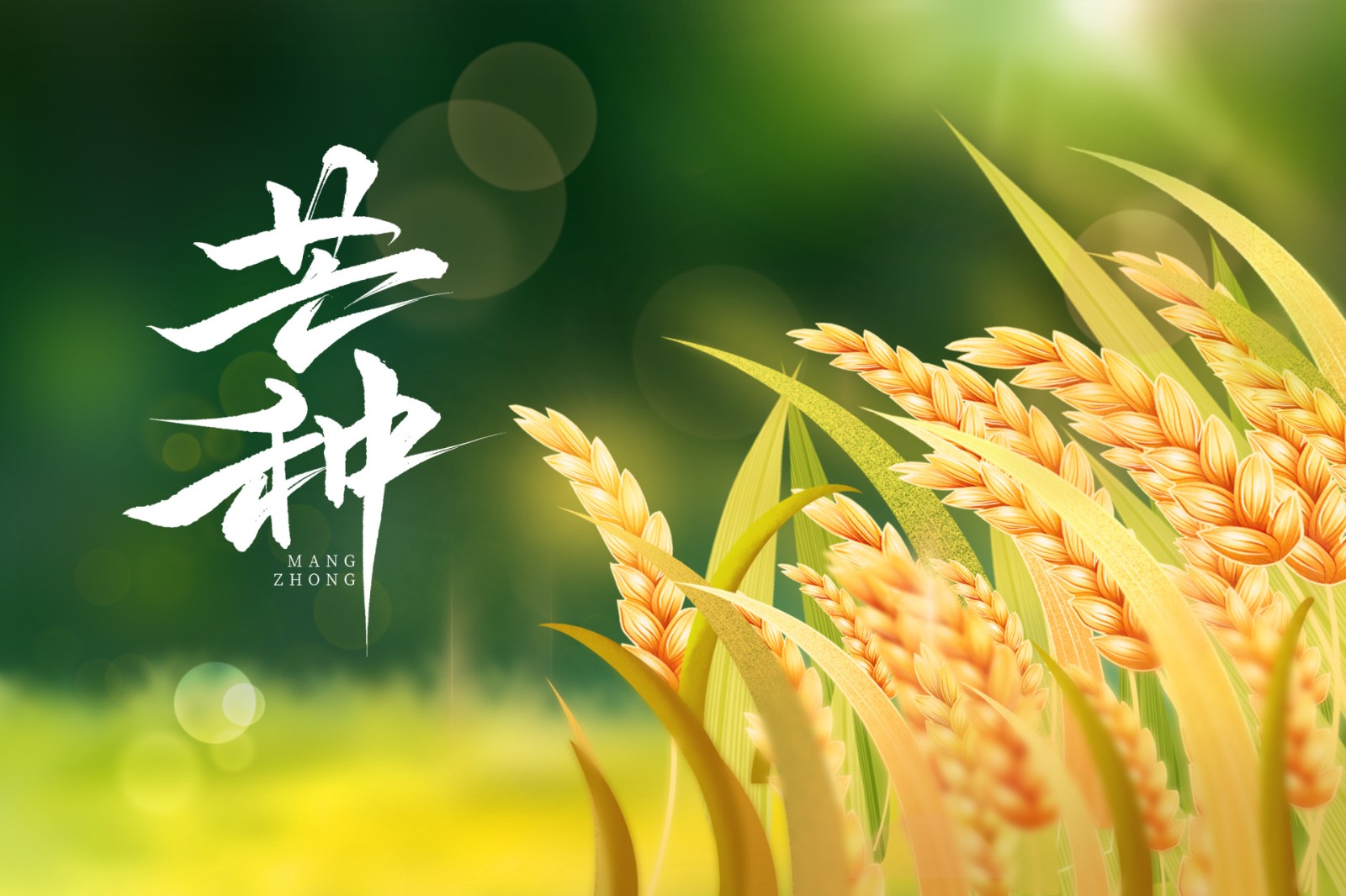 芒种 | 芒种至，万物忙，岁月自有回响