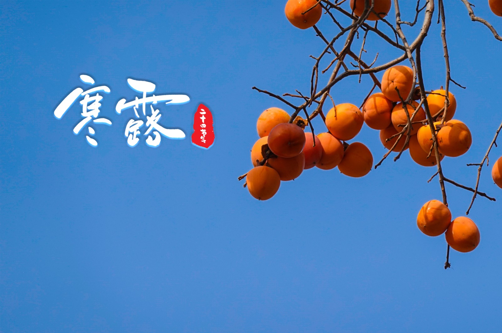 寒露 | 寒露至，秋意浓，露气寒凉，岁月安然